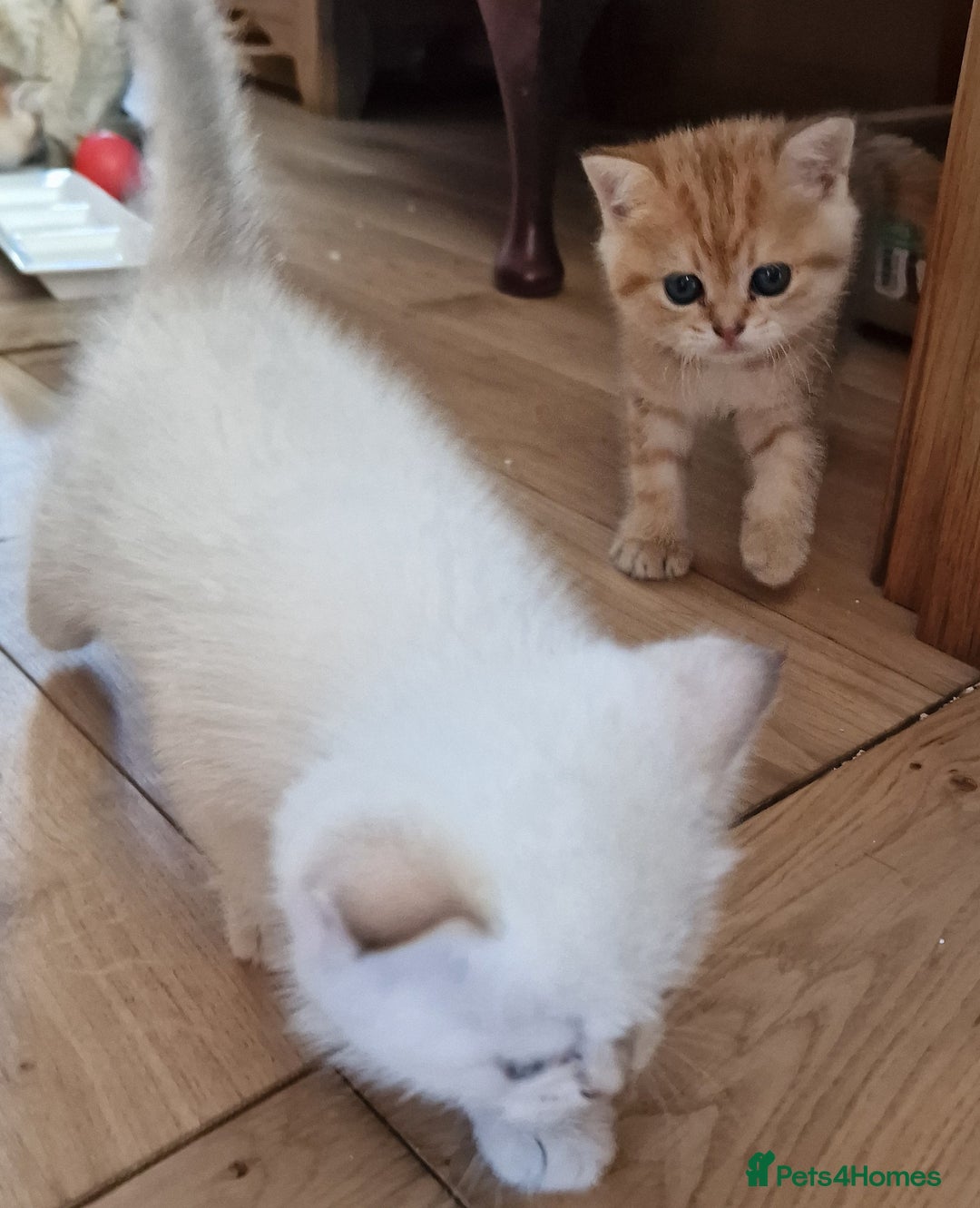 British Shorthair cats for sale: 1 TICA REG BSH GOLDEN COLOURPOINT POINT  - Image 10