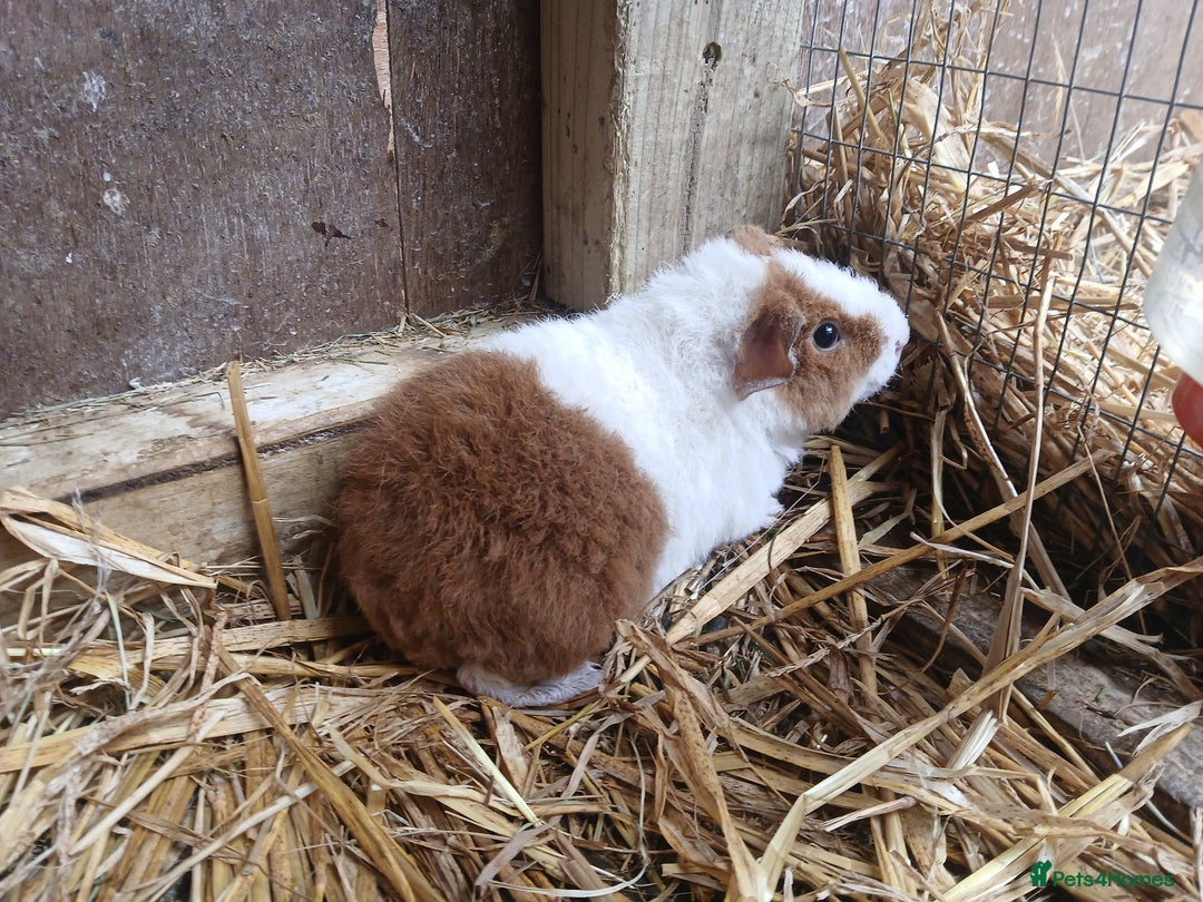 Guinea Pig rodents for sale: Young guineapigs  - Image 2