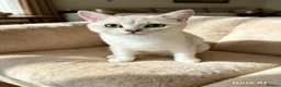 British Shorthair cats for sale: BSH Silver/Black Tipped Boys GCCF Registered  - Advert 3
