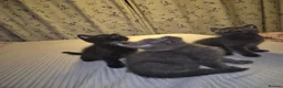 Mixed Breed cats for sale: 4 male kittens READY NOW - Advert 5