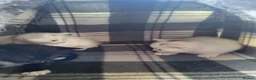Mixed Breed cats for sale: 3 kittens For sale 2 boys one girl - Advert 11
