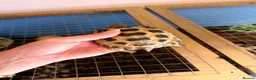 Tortoise reptiles for sale: Russian horsefield tortoise 2 years old full setup - Advert 3