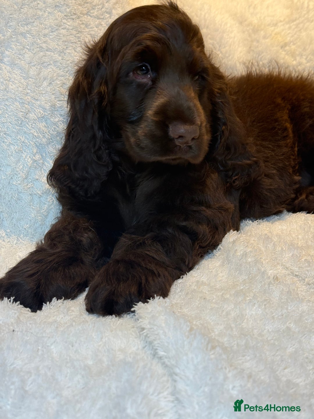 Cocker Spaniel dogs for sale: KC Show Cocker Spaniel boy fully vaccinated  - Image 8