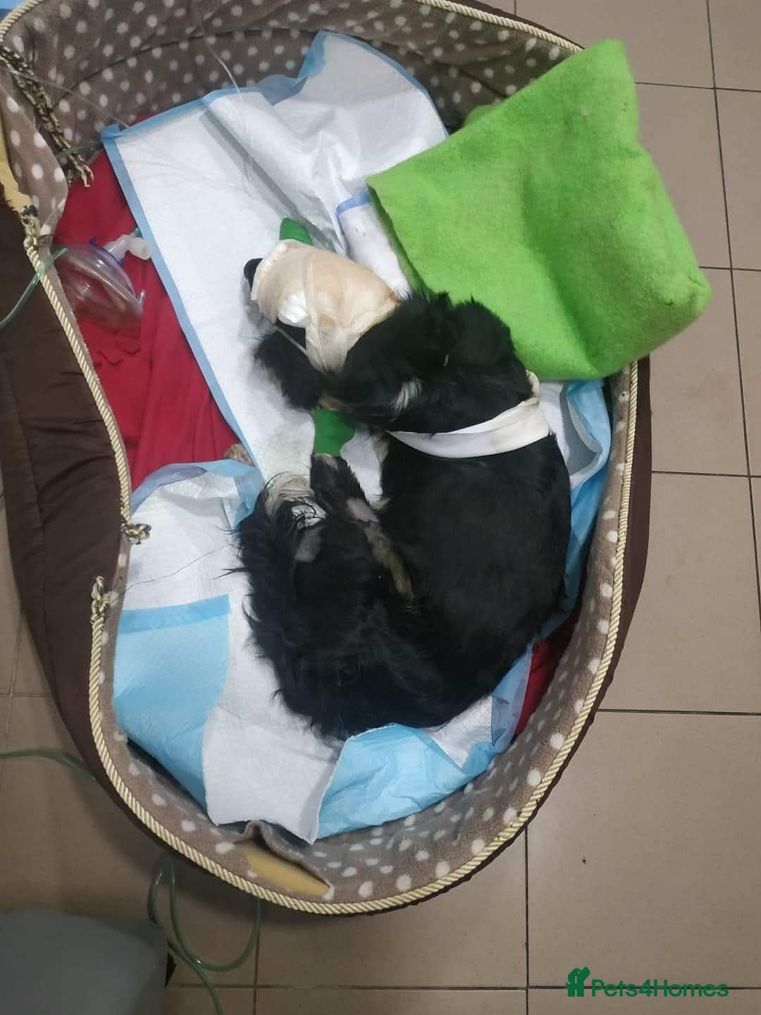 Cocker Spaniel dogs for adoption: 💖🐶 MIKA 🐶💖 - Image 12