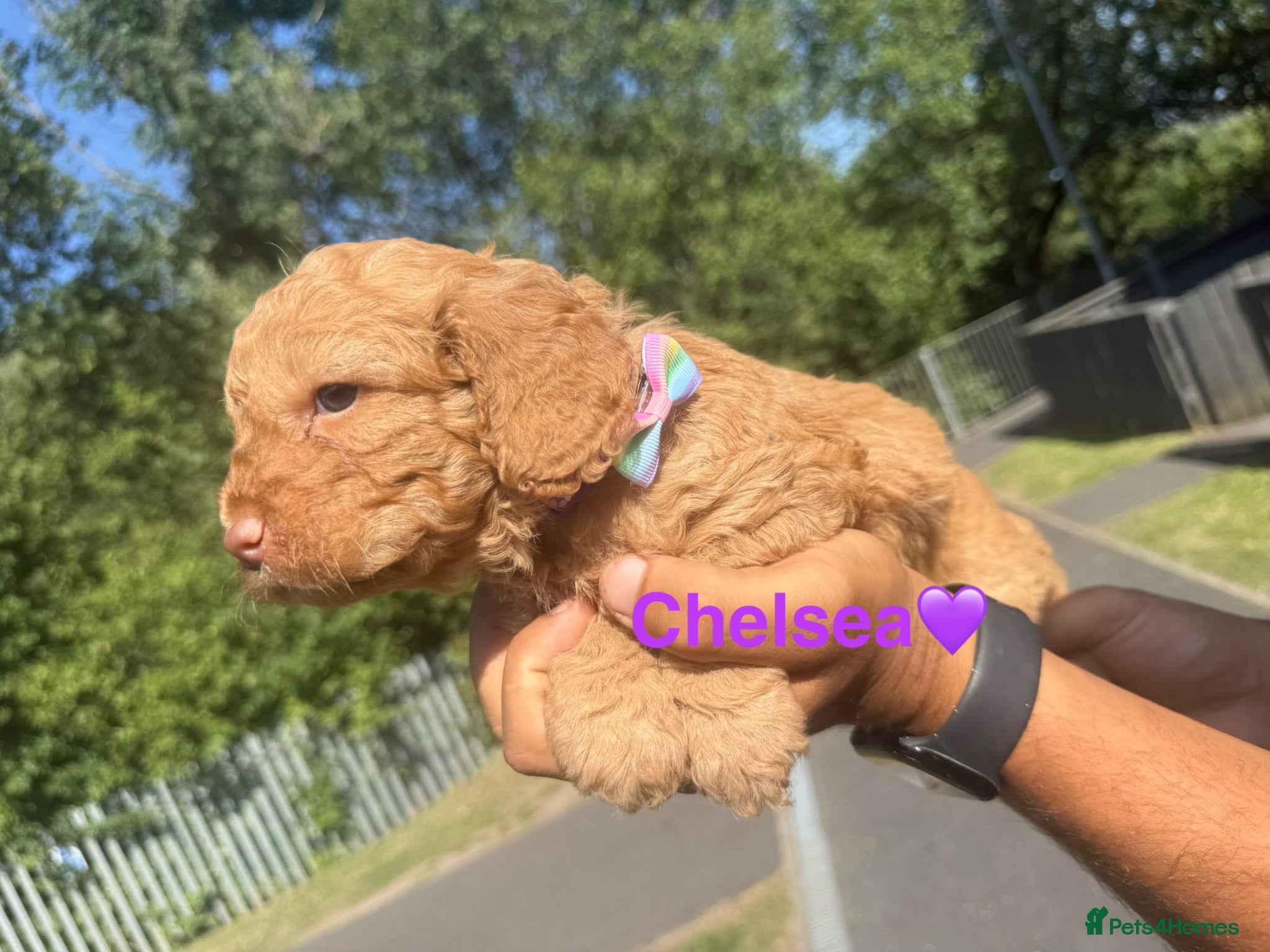 Cockapoo dogs COCKAPOO PUPPIES beautiful  - Advert 1