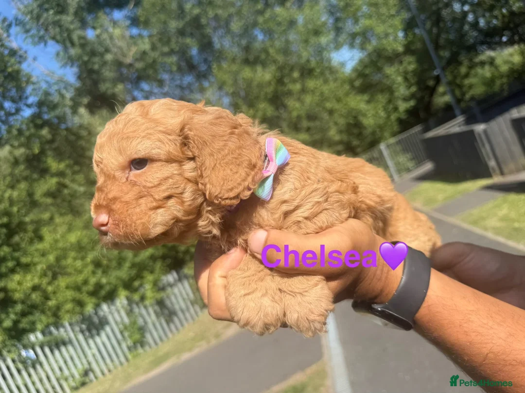 Cockapoo dogs for sale: COCKAPOO PUPPIES beautiful  in Oldham - Advert 1