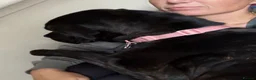 Cane Corso dogs for sale: 7 month old female Cane Corso - Experienced home. - Advert 2