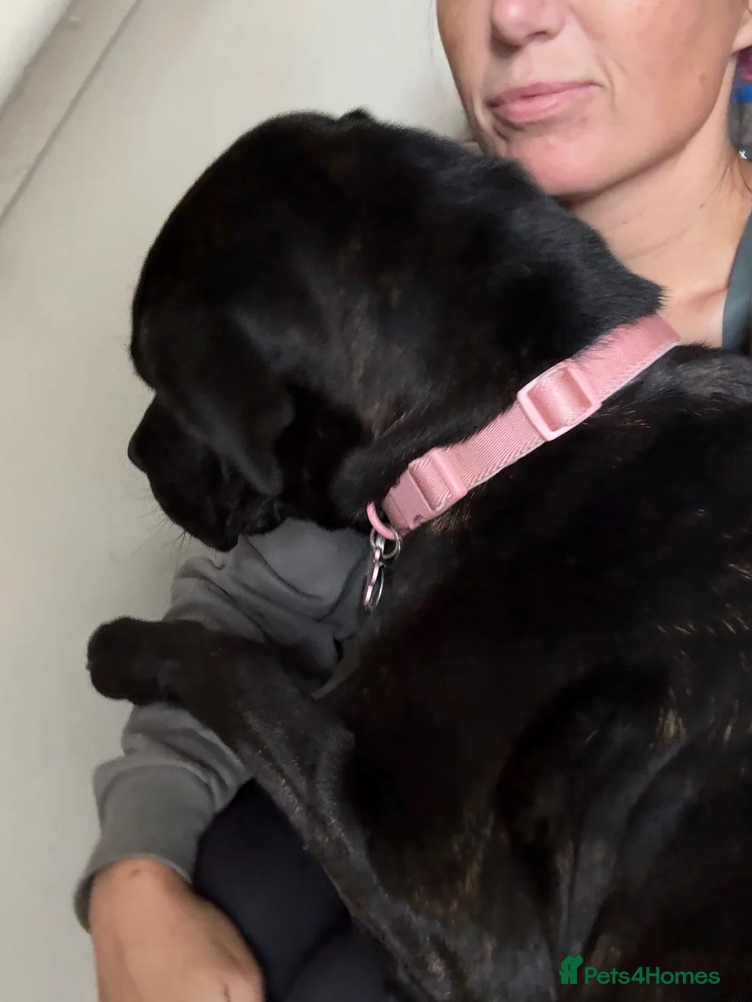 Cane Corso dogs for sale: 7 month old female Cane Corso - Experienced home. - Advert 2