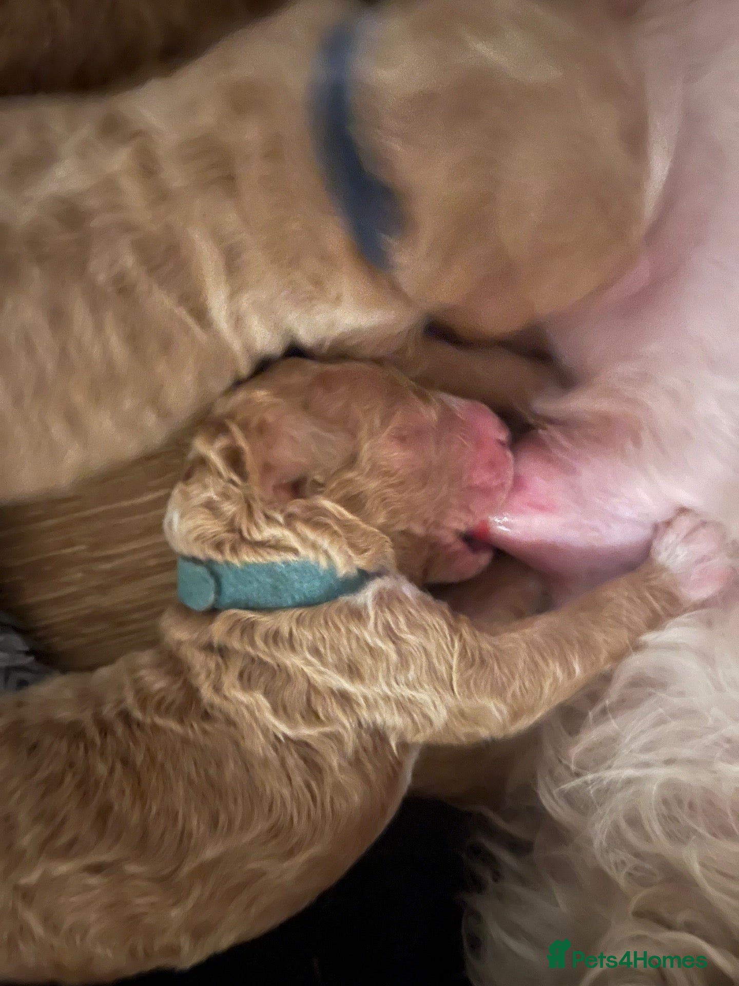 Goldendoodle dogs  Multigenerational Standard goldendoodle puppies - Advert 2