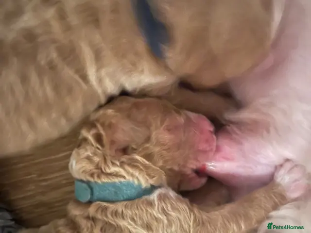 Goldendoodle dogs for sale: Multigenerational Standard goldendoodle puppies - Advert 2