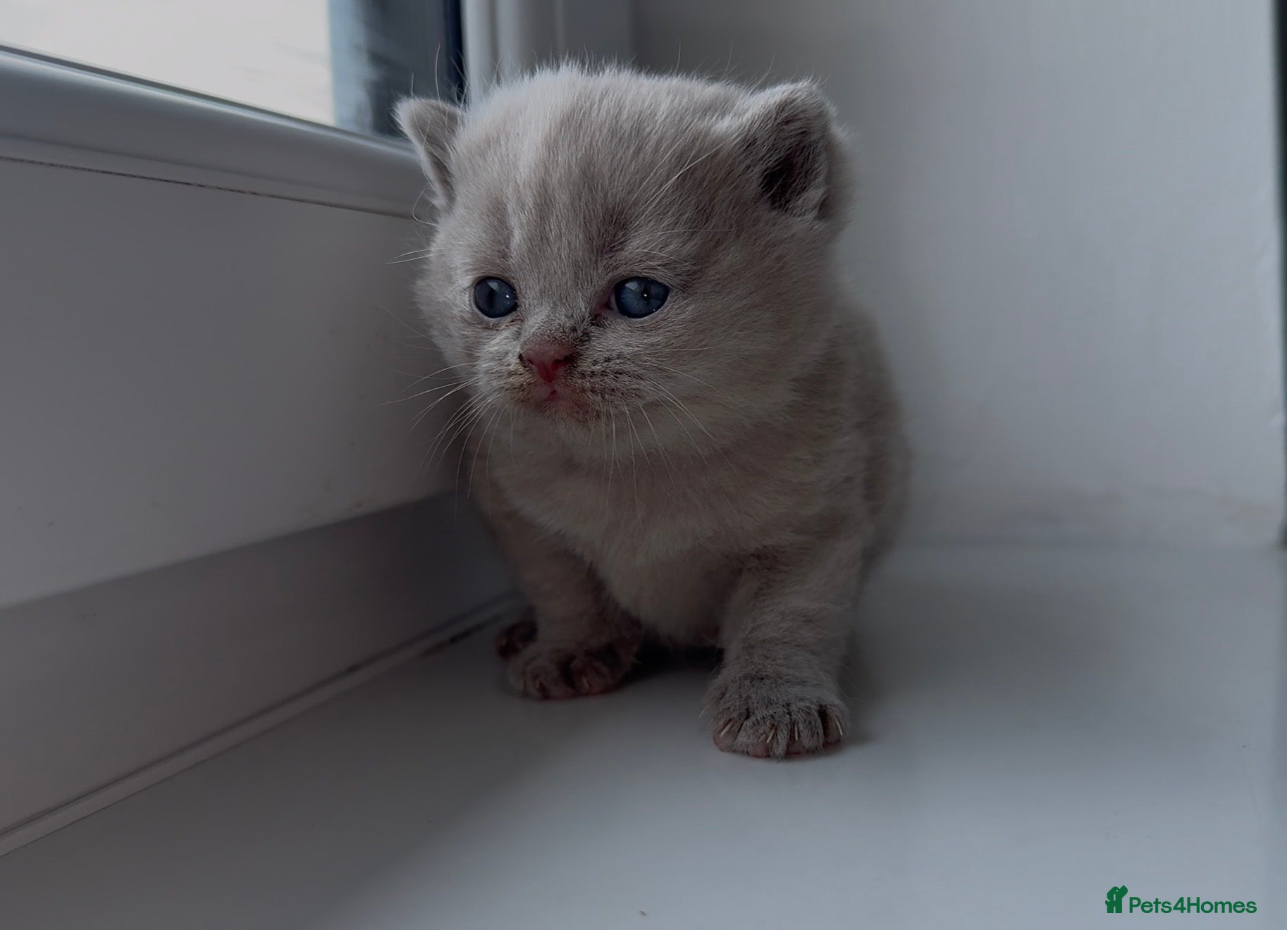 Scottish Fold cats Beautiful scottishfold/Scottish straight kittens🥰 - Advert 1