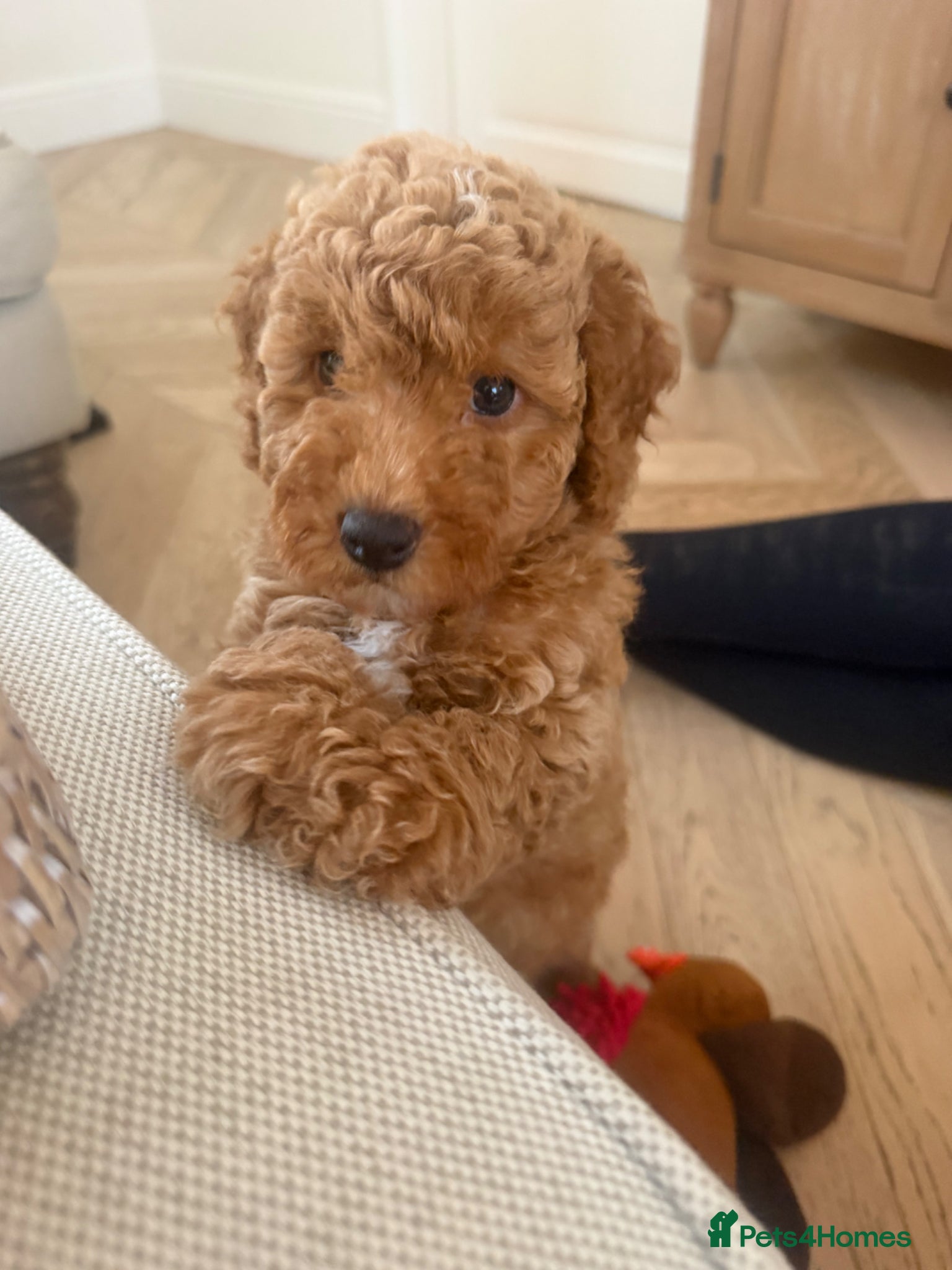 Miniature Poodle dogs KC registered miniature poodles - Advert 3