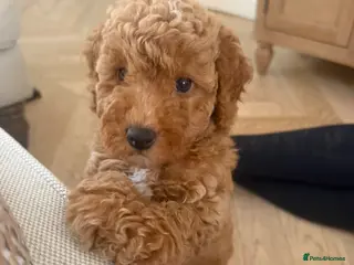 Miniature Poodle dogs KC registered miniature poodles - Advert 3