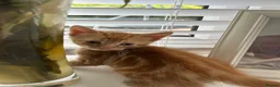 Mixed Breed cats for sale: 5 beautiful kittens  - Advert 7