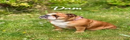 English Bulldog dogs for sale: Beautiful Litter - Health Tested Parents-13 Champs - Advert 9