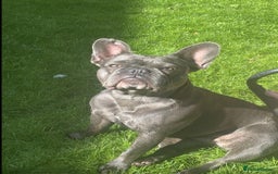 French Bulldog dogs for sale: Blue French bulldog - Image 7