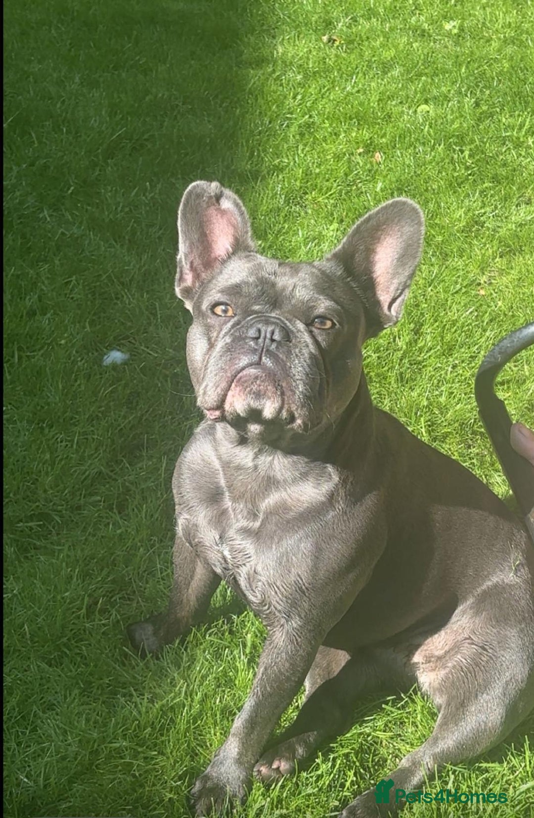 French Bulldog dogs for sale: Blue French bulldog - Image 7