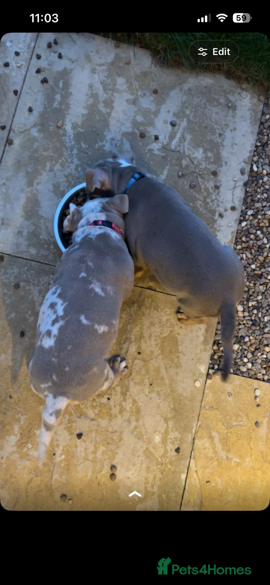 English Bulldog dogs for sale: Old English bulldog  - Advert 4