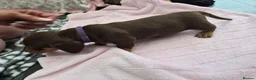 Dachshund dogs for sale: Miniature dachshund puppies in Bridlington - Advert 7