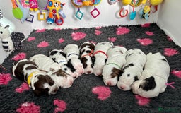 Cocker Spaniel dogs for sale: KC Reg; Home Raised; Low COI; DNA CLEAR; Show Type - Image 1