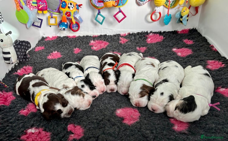 Cocker Spaniel dogs - Advert 4