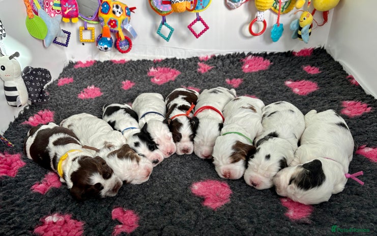 Cocker Spaniel dogs - Advert 2