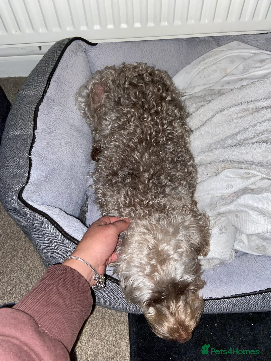 Cockapoo dogs for stud: *FOR STUD* Male Cockapoo - Advert 13