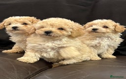 Poochon dogs for sale: Stunning Litter of Poochon puppies  - Image 5