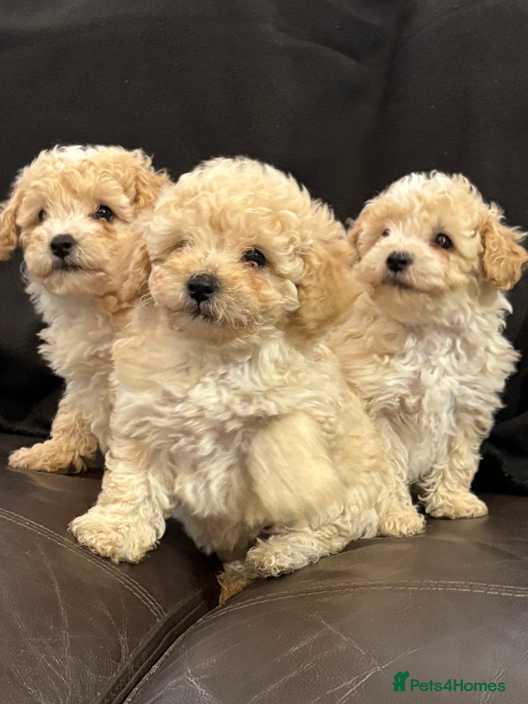 Poochon dogs for sale: Stunning Litter of Poochon puppies  - Image 5