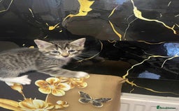 Mixed Breed cats for sale: Kataleja - Image 2