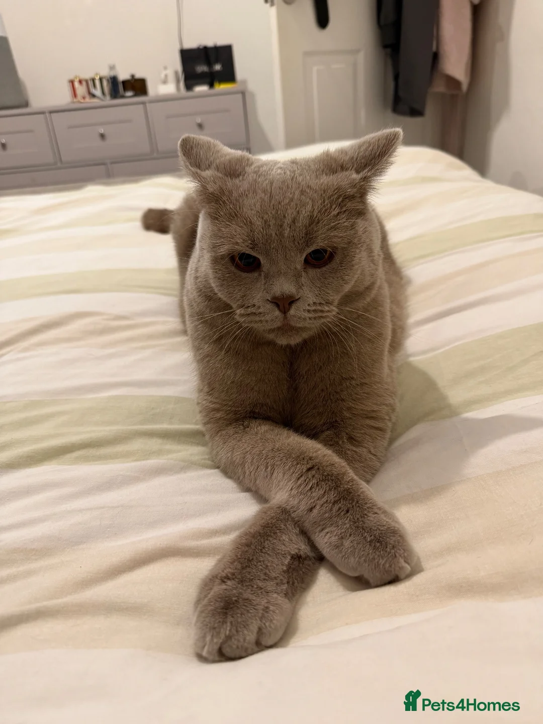 British Shorthair cats for sale: British Shorthair Cross Male, 2 Years Old  - Advert 9