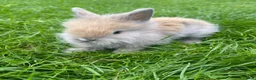 Lionhead rabbits for sale: Adorable Lionhead Bunnies  - Advert 5