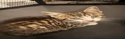 Bengal cats for sale: beautiful Bengal cross kittens - Advert 4