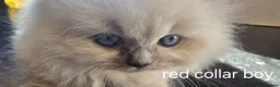 Ragdoll cats for sale: Adorable Ragdoll Kittens–Super Cuddly teddy bears - Advert 14