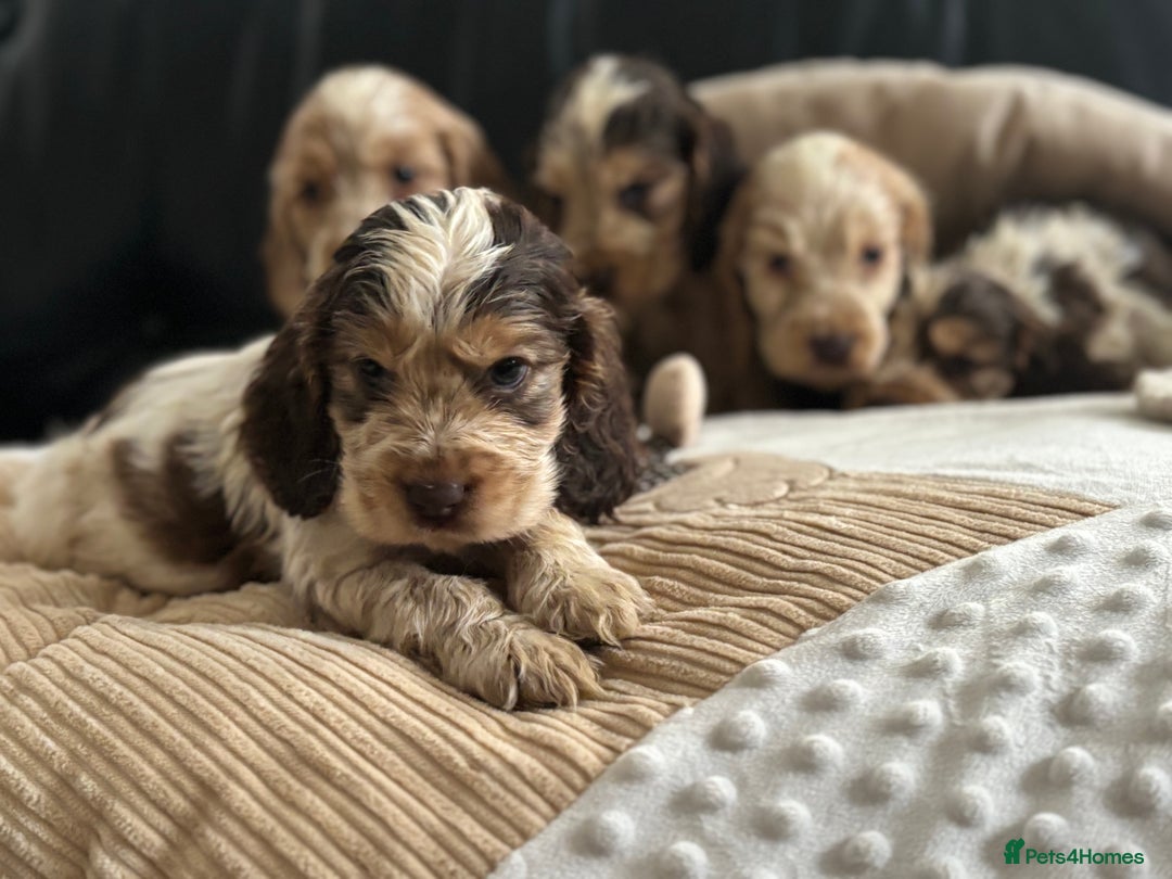 Cocker Spaniel dogs for sale: Outstanding of top quality show type puppies 🌈🐶 - Advert 3