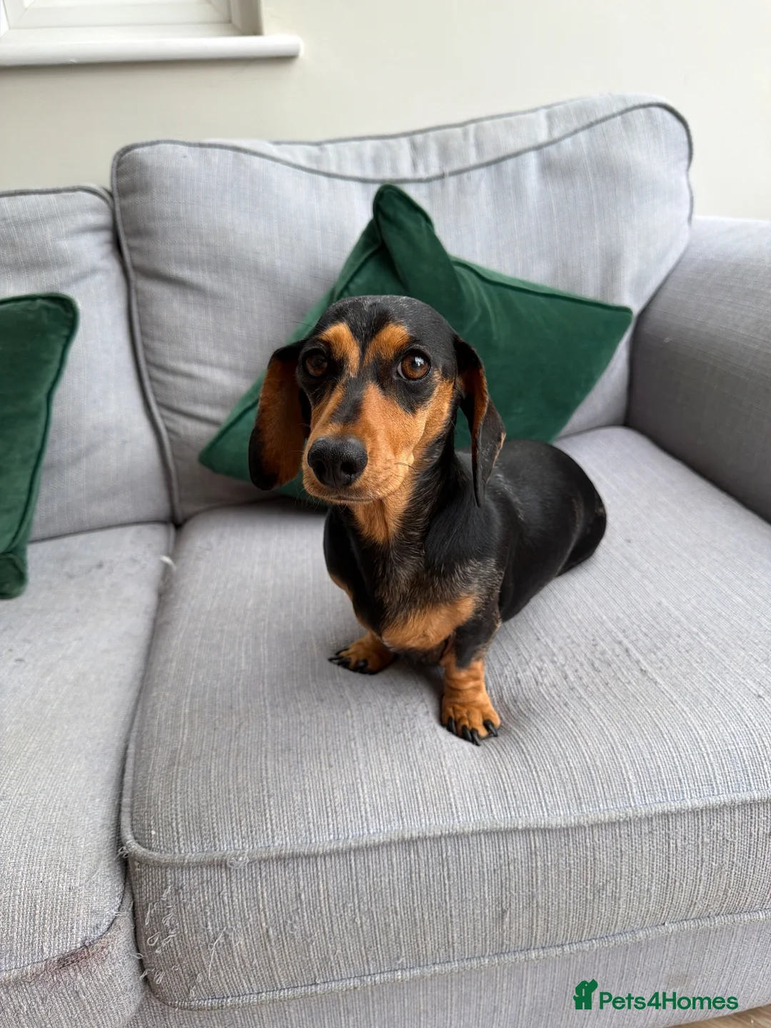 Miniature Dachshund dogs for sale: Stunning Miniature dachshund - Advert 6