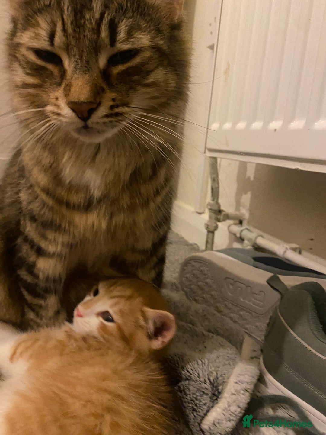 American Shorthair cats for sale: 4 kitten for sale 3 males and 1 female  - Image 12
