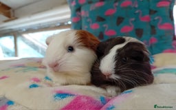 Guinea Pig rodents for sale: Baby Sheltie Sows/ Retired PE Self Golden Sow - Image 5