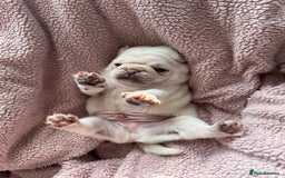 Pug dogs for sale: Beautiful Pug Puppies Male 10weeks old - Image 16