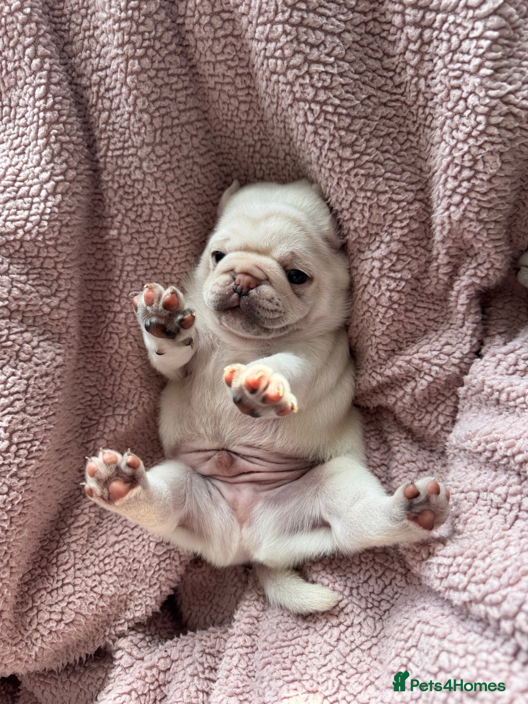 Pug dogs for sale: Beautiful Pug Puppies Male 10weeks old - Image 16