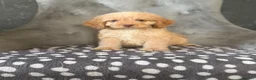 Cockapoo dogs for sale: Cockapoo pups ready now  - Advert 15