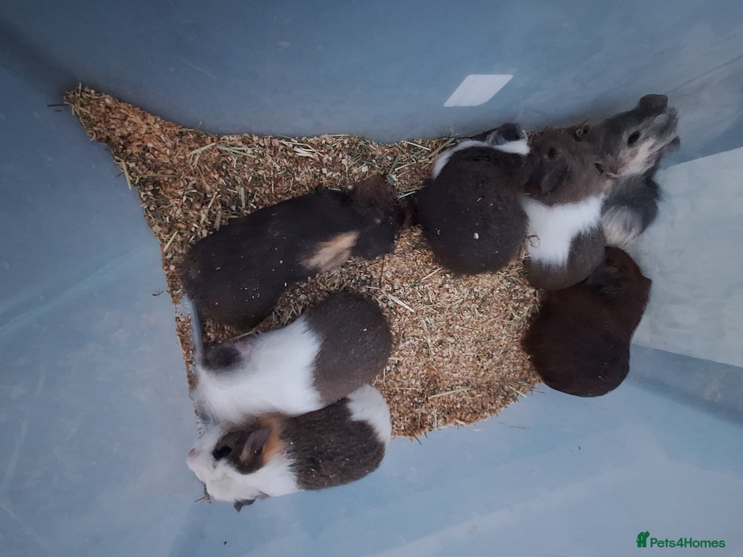 Guinea Pig rodents for sale: Baby male guinea pigs for sale £25 each  - Advert 12