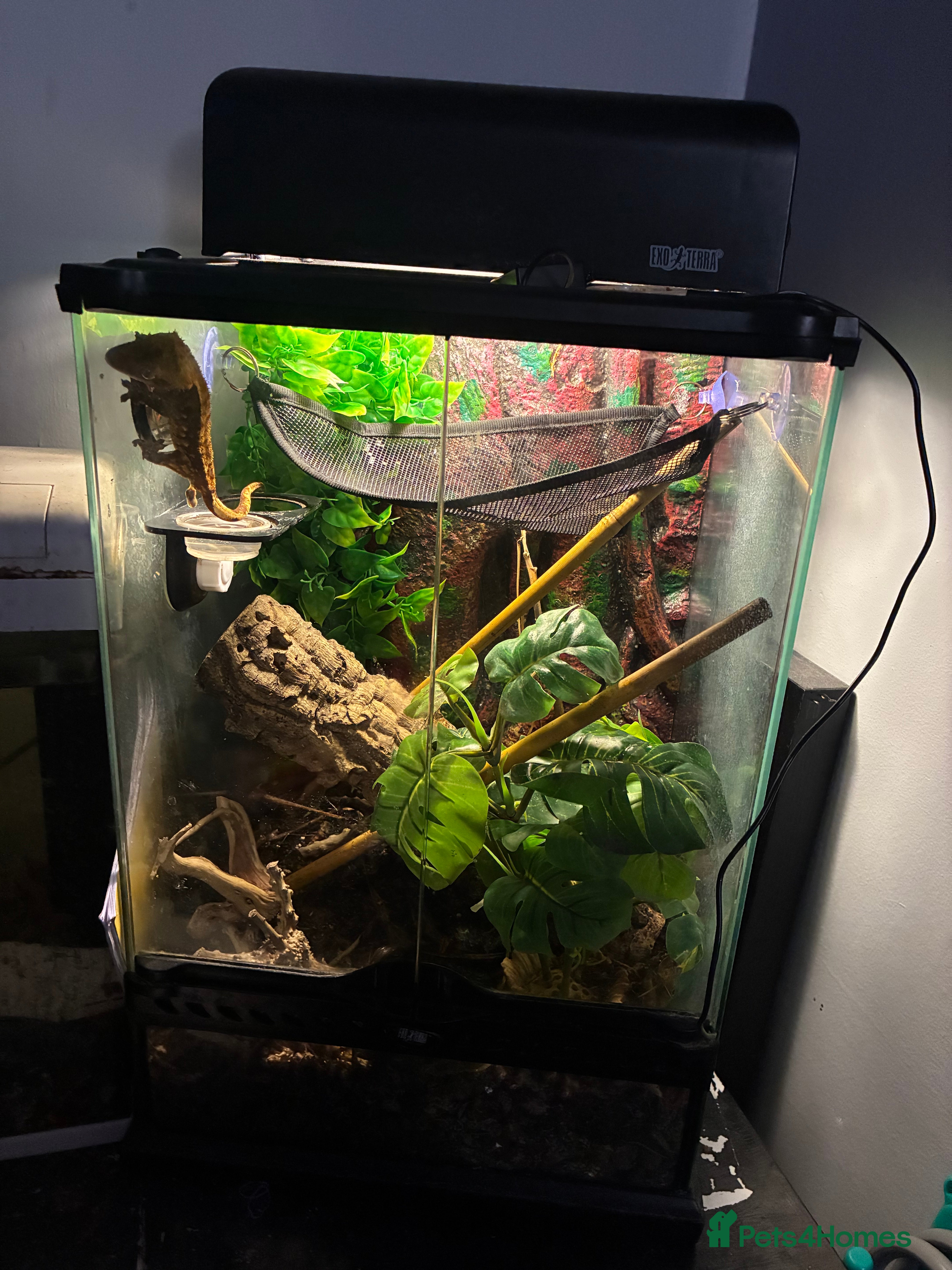 Gecko reptiles 2yr old Crested Gecko & Viv - Advert 3