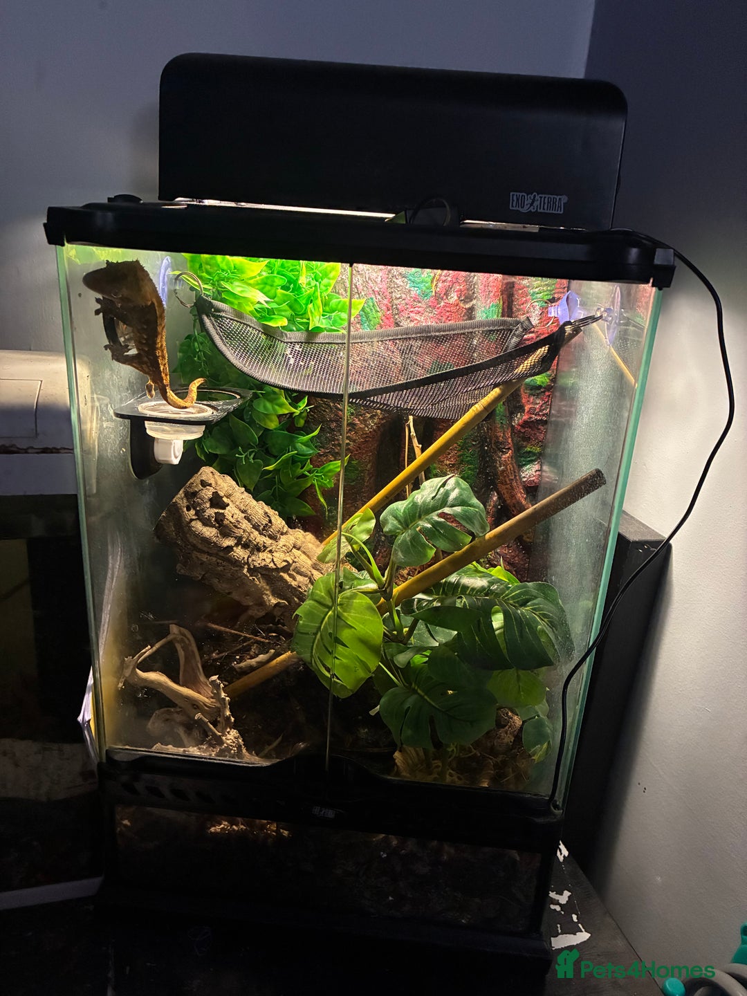 Gecko reptiles for sale: 2yr old Crested Gecko & Viv - Advert 1