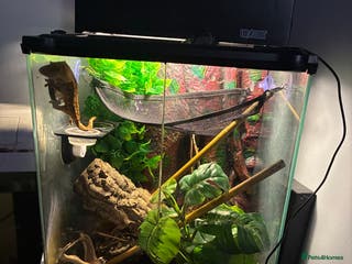 Gecko reptiles 2yr old Crested Gecko & Viv - Advert 13