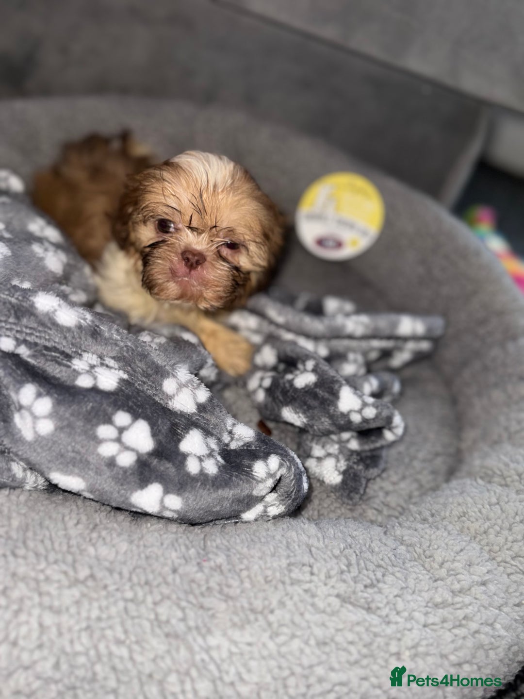 Shih Tzu dogs for sale: Shihzu pup for sale  - Image 5
