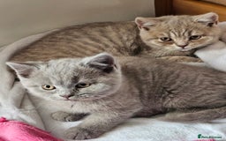 British Shorthair cats for sale: 2 British short hair boys  - Advert 2