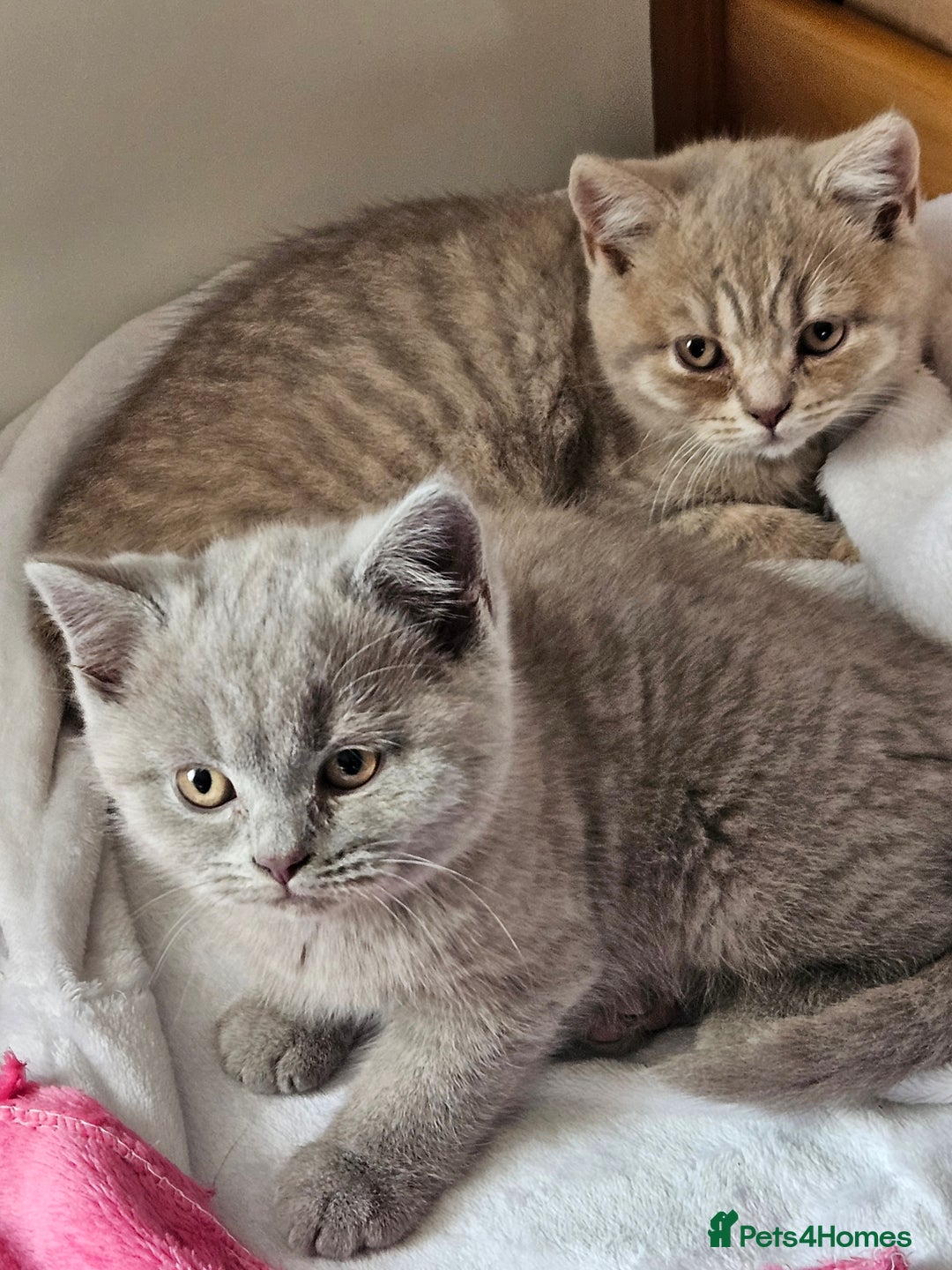 British Shorthair cats for sale: 2 British short hair boys  - Advert 2