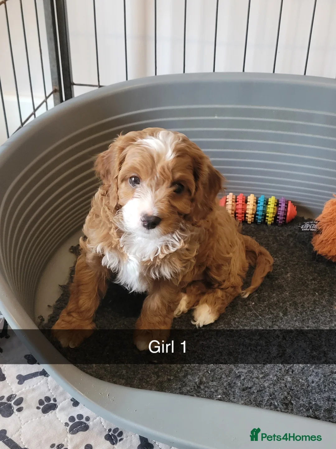 Cavapoo dogs for sale: Cavapoo puppys  - Advert 4