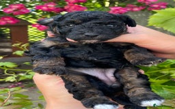 Jackapoo dogs for sale: JACKAPOO PUPPIES  in Saint Austell - Image 11